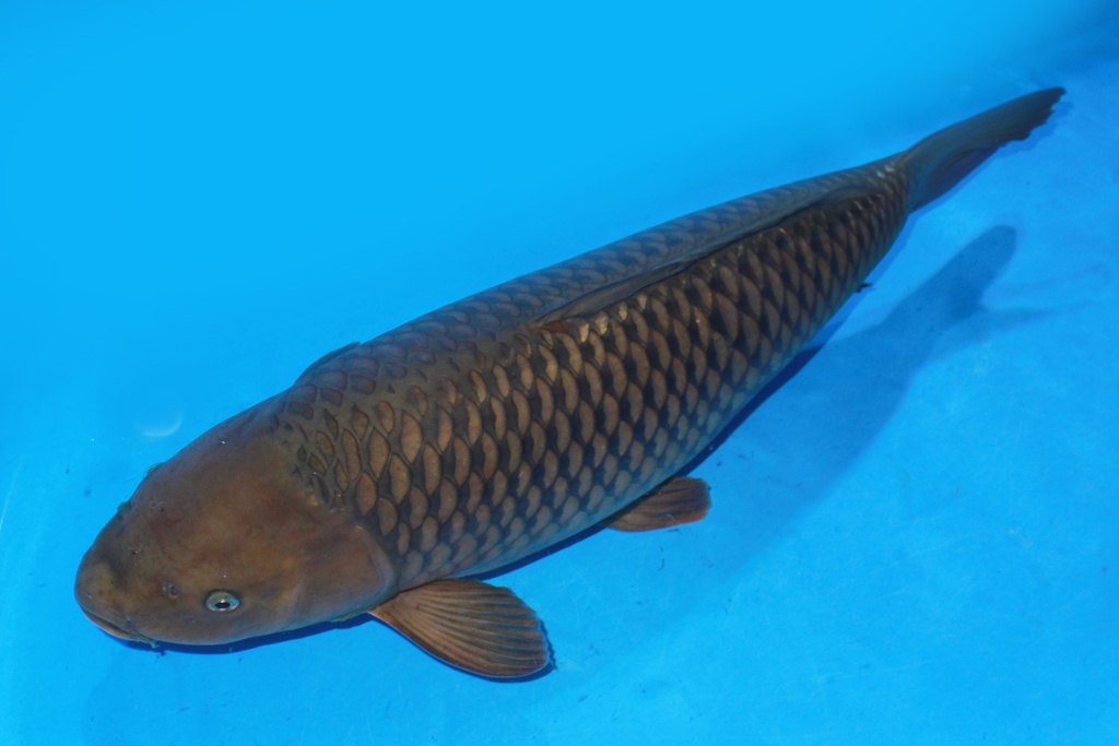 68cm 丸堂产 四才 雌性.JPG