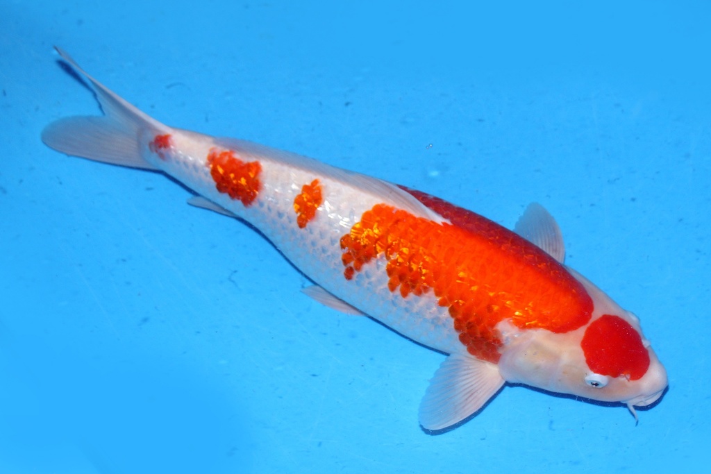 56cm 大石产 三才 雌性 C1500 B5-a.JPG