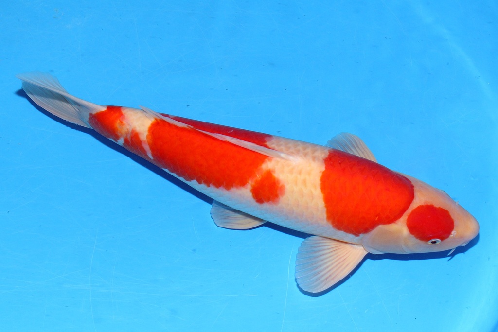 52cm 新阪井产 二才 雄性 C750 B6-a.JPG