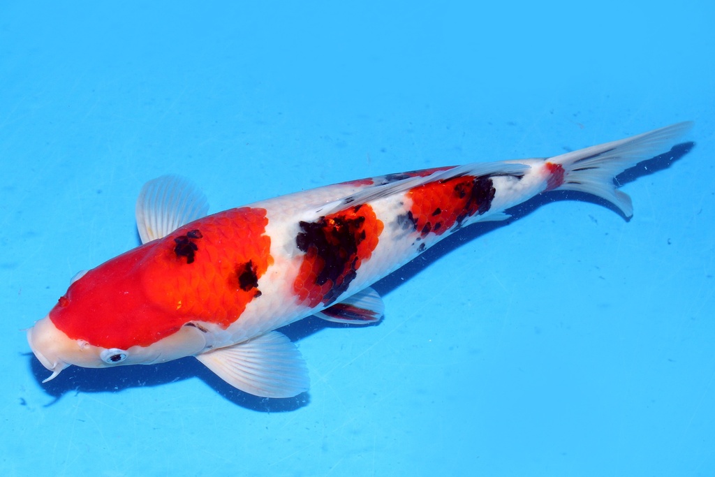 43cm 阪井产当三才 雌性 C1300 B5-b.JPG