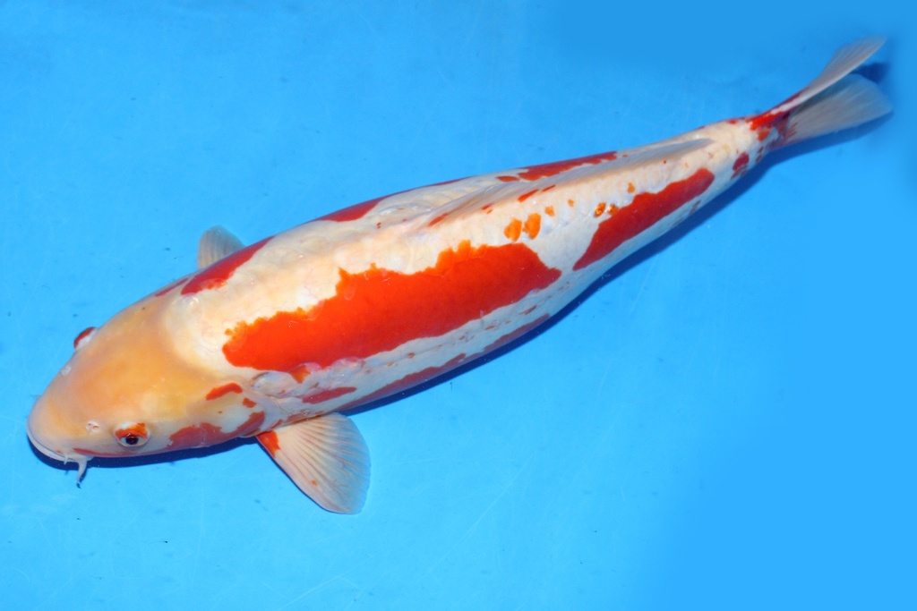 64cm 细海产 三才 雌性 C1000 C2-b.JPG