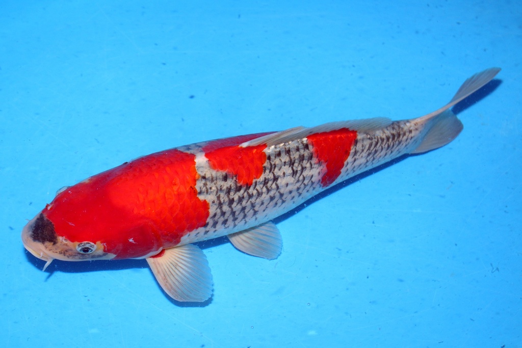 50cm 川上产 二才 雌性 C1400 B5-b.JPG