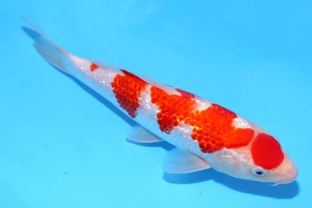 24cm 尾形产 当才 公母不明 C844 S8上-A.JPG