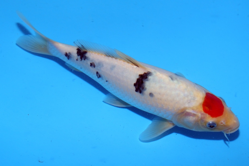 24cm 桃太郎产 当才 公母不明 C1100 M2-a.JPG