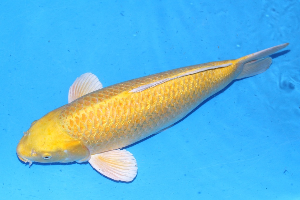 64cm 桃太郎产 三才 雄性 C500 S5上-b.JPG