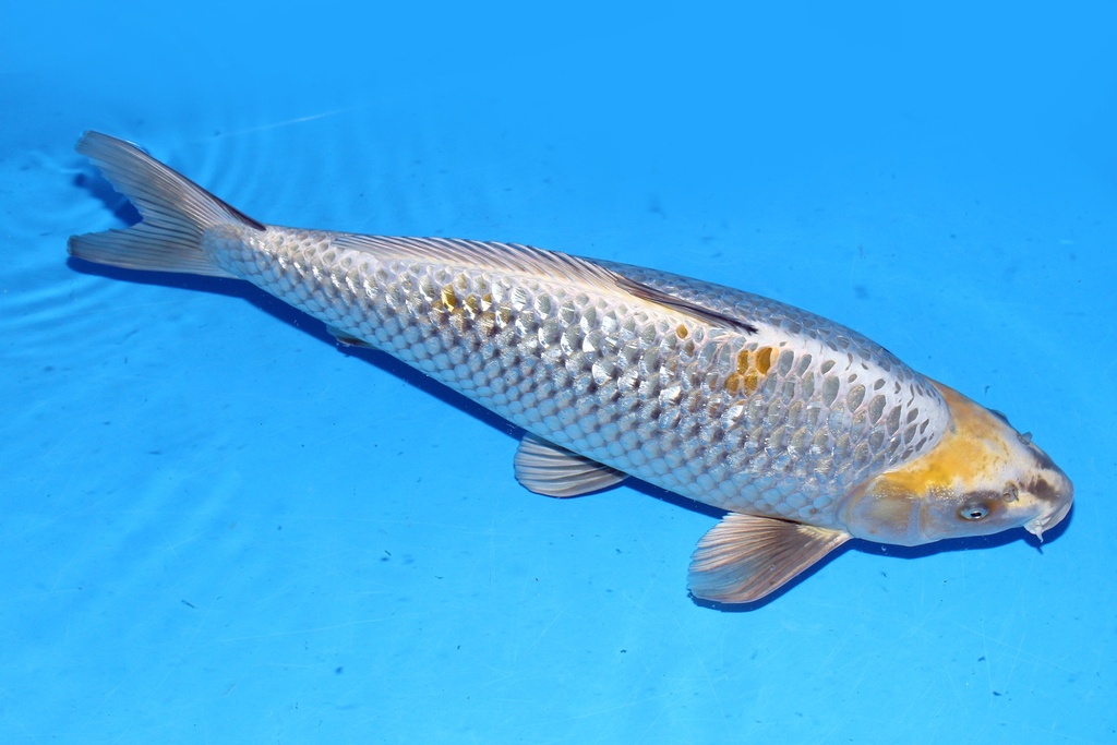 58cm 桃太郎产 二才 公 C1000 C1-a.JPG