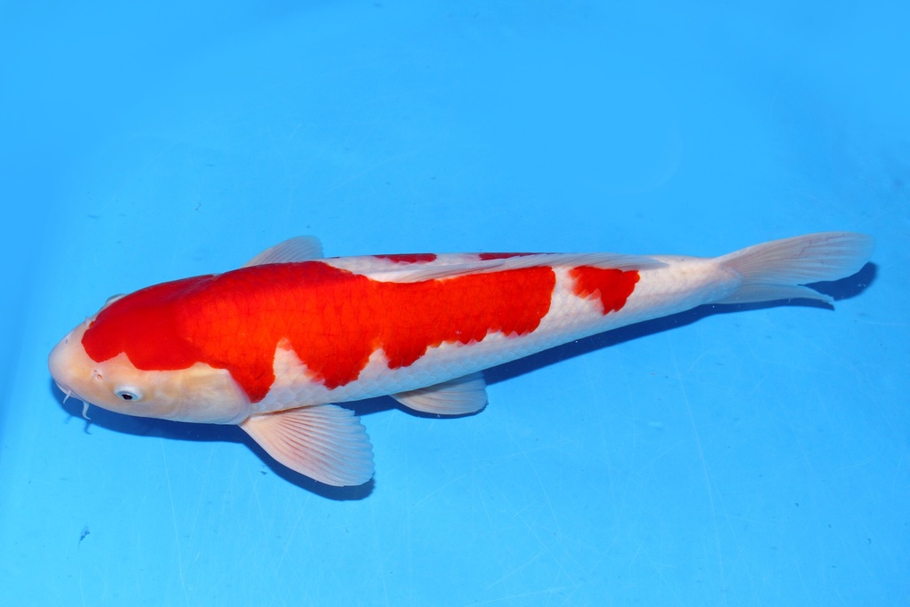 51cm 桃太郎产 二才 雄性 C1000 B6-b.JPG