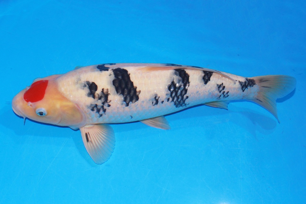 45cm 阪井产 当才 雄性 C1000 M11-b.JPG