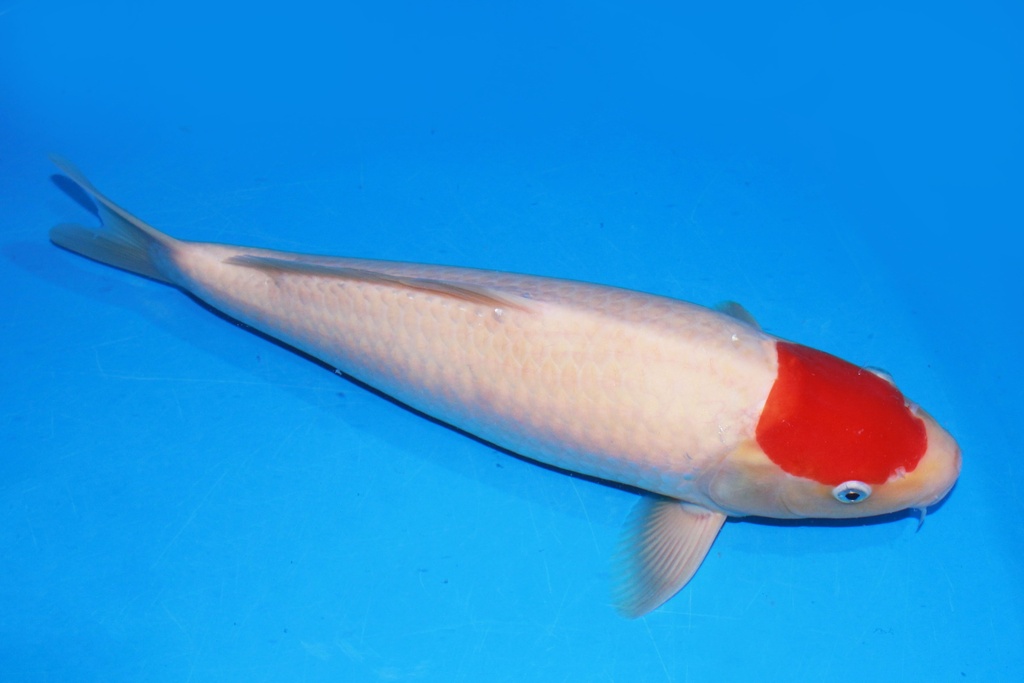 43cm 阪井产 当才 雄性 C1300 M11-A.JPG