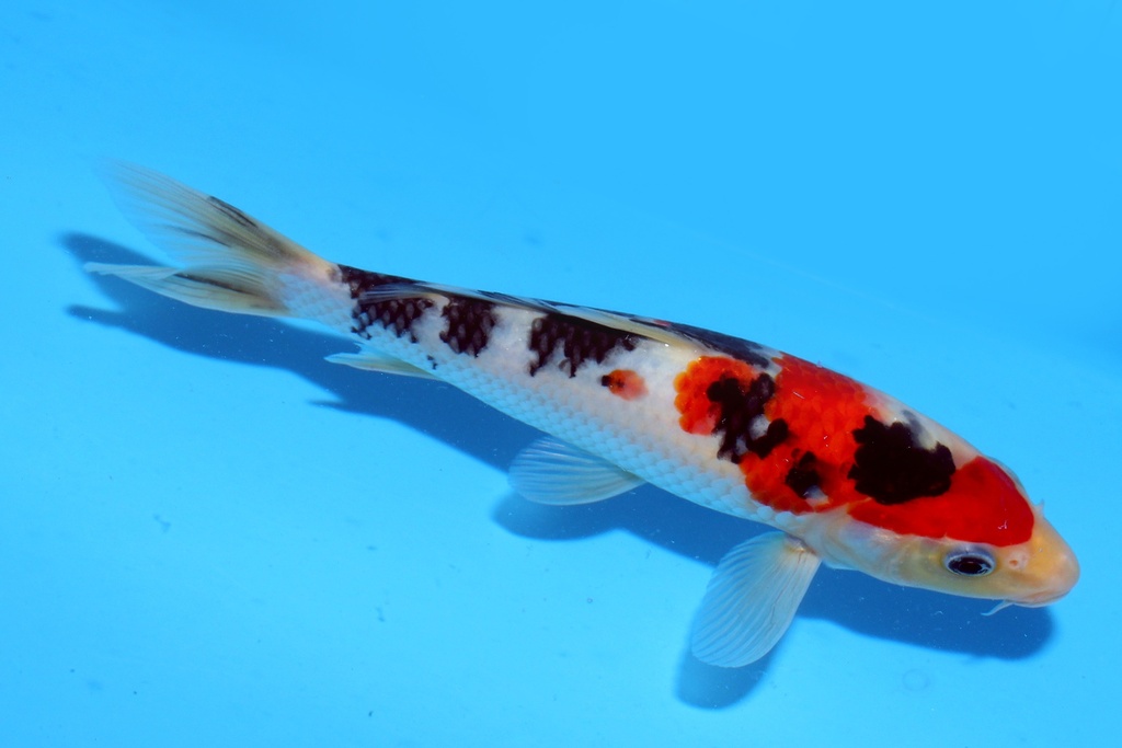 21cm 尾形产 当才 公母不明 C800 S9下-a.JPG