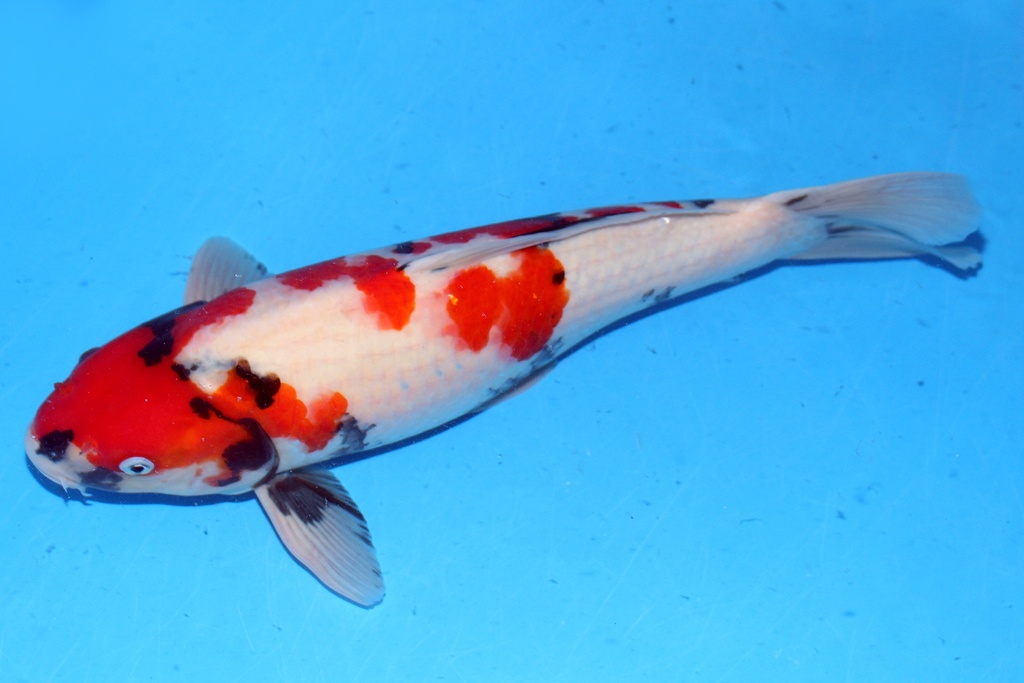 50cm 大日产 二才 雄性 C1000 B6-b.JPG