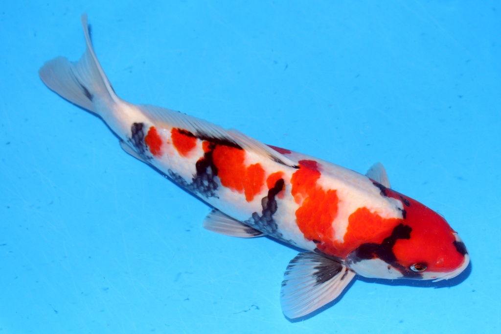 50cm 大日产 二才 雄性 C1000 B6-a.JPG