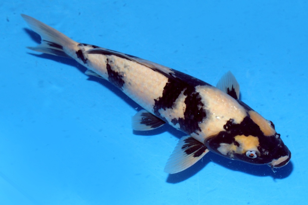 41cm 尾形产 二才 雌性 C300 腹部有绯 B5-a.JPG