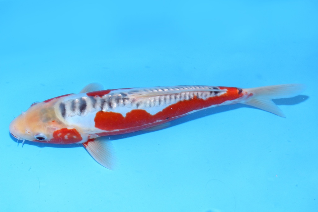 30cm 尾形产 当才 公母不明 C844 S8上-b.JPG