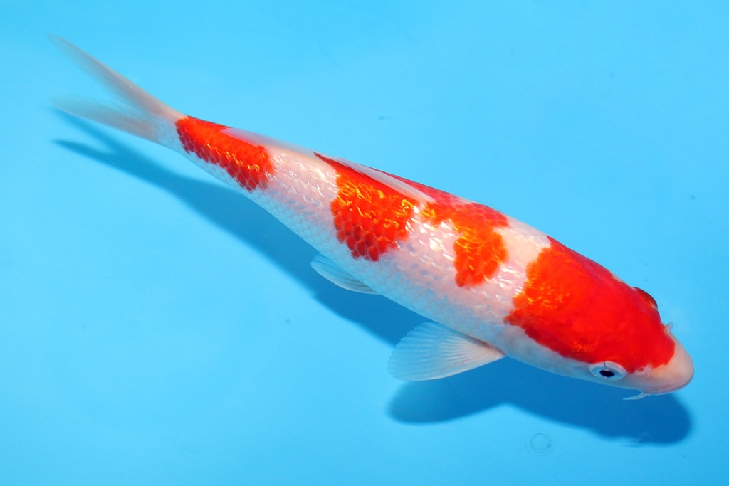 19cm 大石产 当才 公母不明 C800 P11-a.JPG