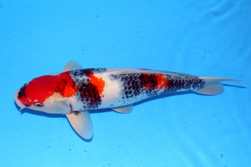 48cm 大日产 二才 雄性 C1000 B6-b.JPG