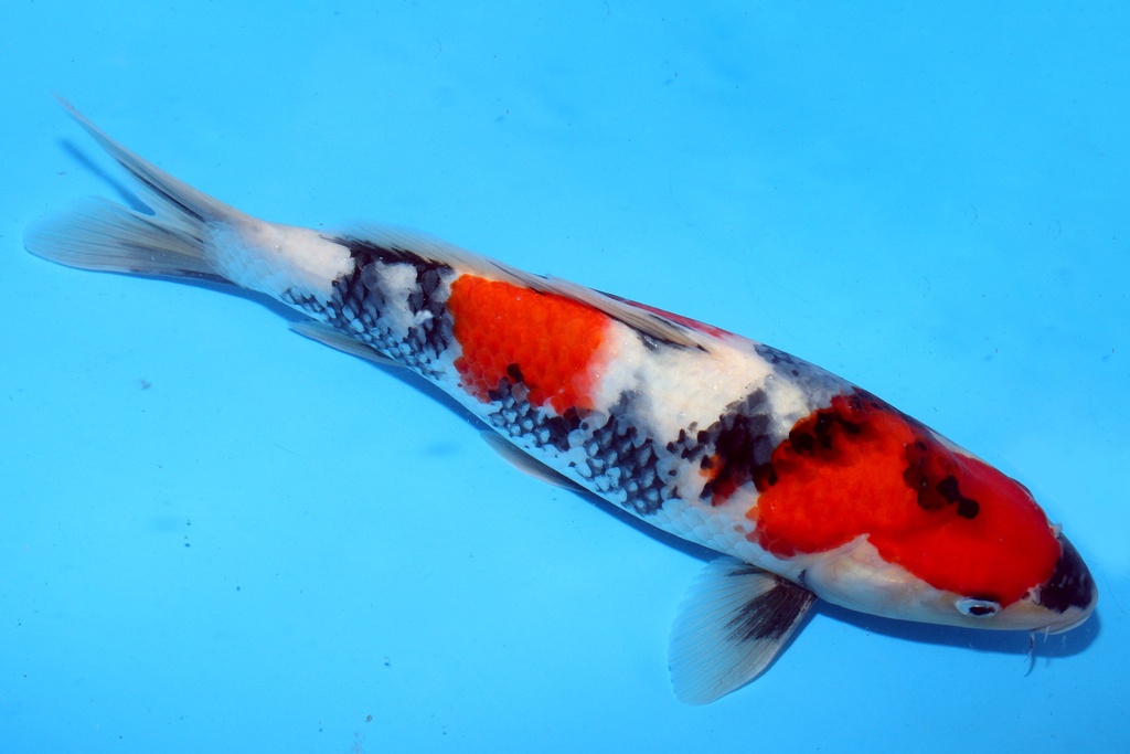 30cm 清十郎产 当才 公母不明 C200 M5(2)-a.JPG