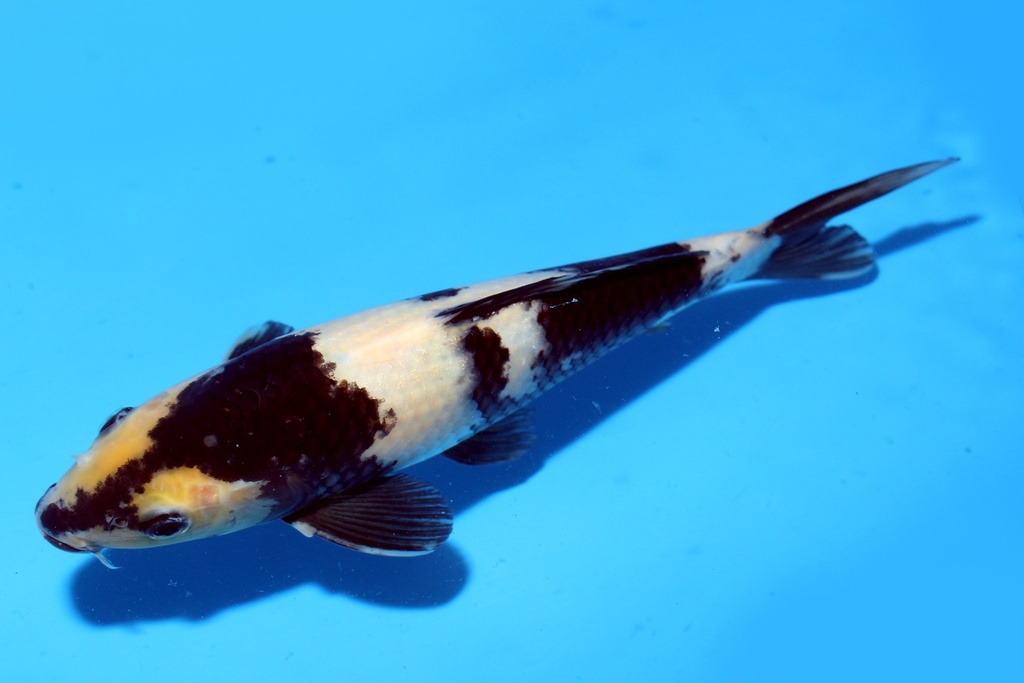 27cm 尾形产 白写 当才 雄性 C500 S9下-b.JPG