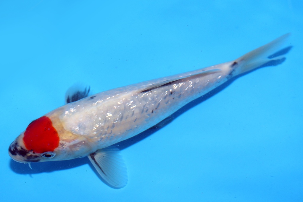 21cm 清十郎产 当才 公母不明 C200 M5-b.JPG