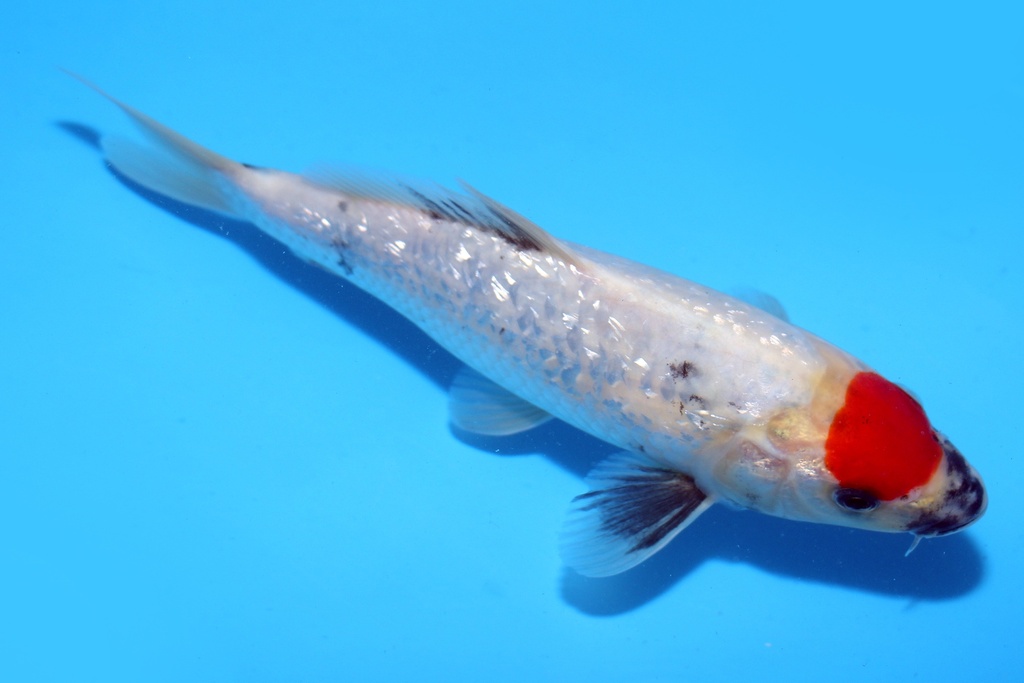 21cm 清十郎产 当才 公母不明 C200 M5-a.JPG