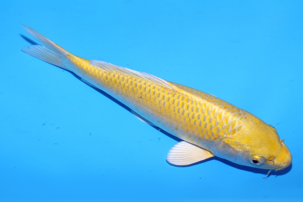 26cm 和泉屋产 当才 公母不明 C268 S6上-a.JPG