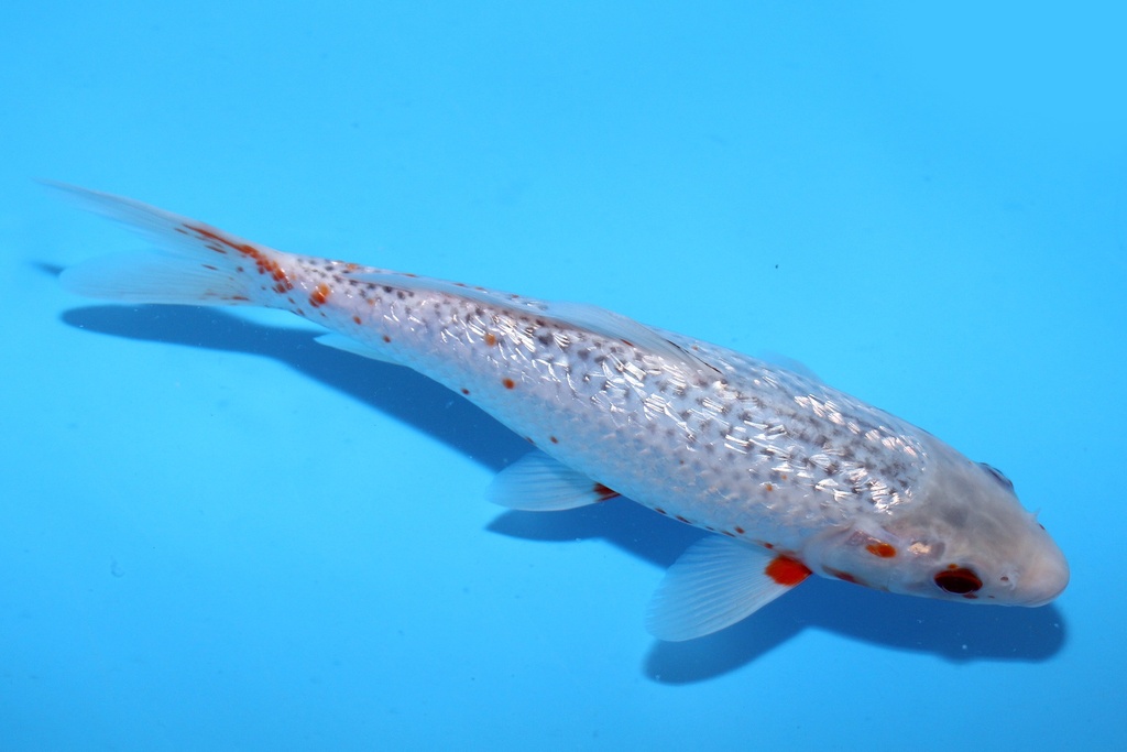 25cm 大家产 当才 公母不明 c210 中1-a.JPG