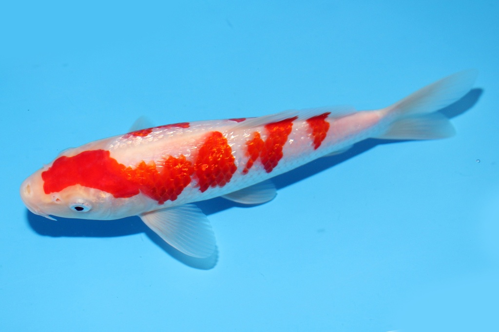 22cm 大石产 当才 公母不明 C800 P11-b.JPG