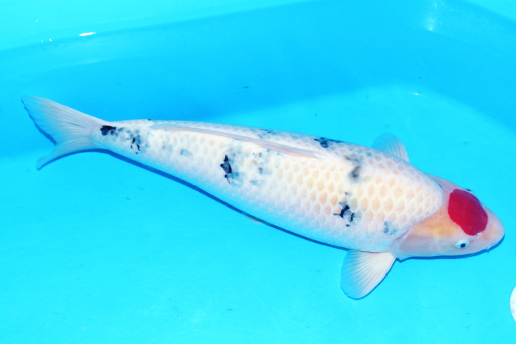 65cm 山口产 四才 雌性F1-A.JPG