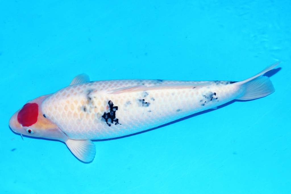 65cm 山口产 四才 雌性F1-B.JPG