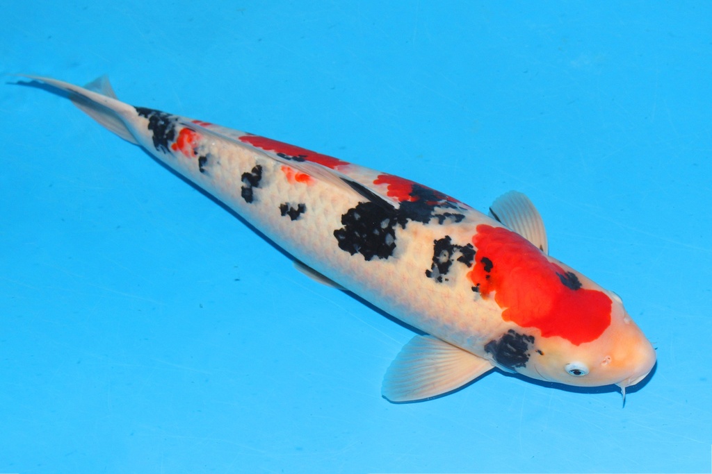 阪井产 65cm 三才 C1500 花园池 偏腹-a.JPG