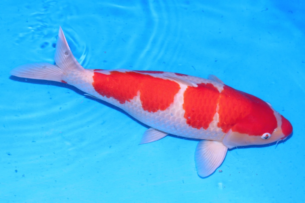 61cm 松江产 四才 雌性抚子 F1-A.JPG