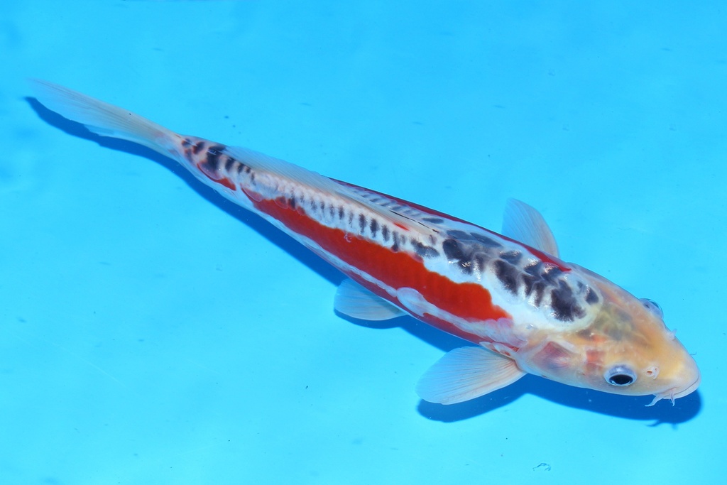 348100 20cm 田中产 当才 雄性 (1).JPG