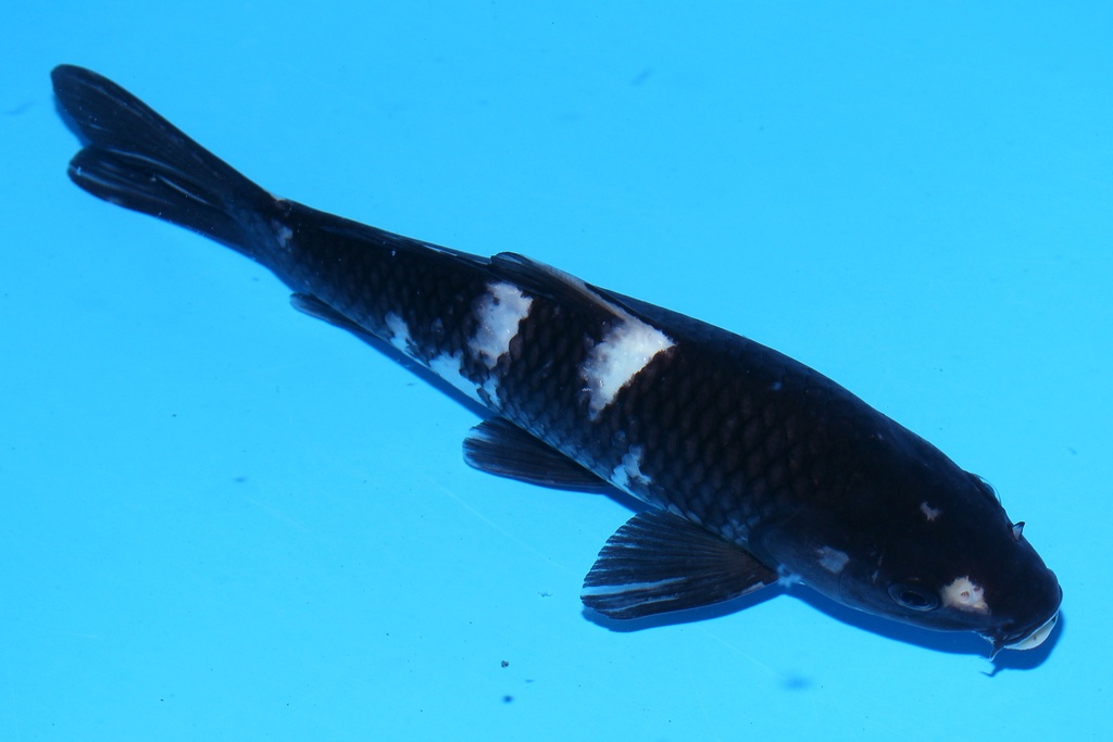 348095 23cm 尾形 当才 公母不明 (1).JPG