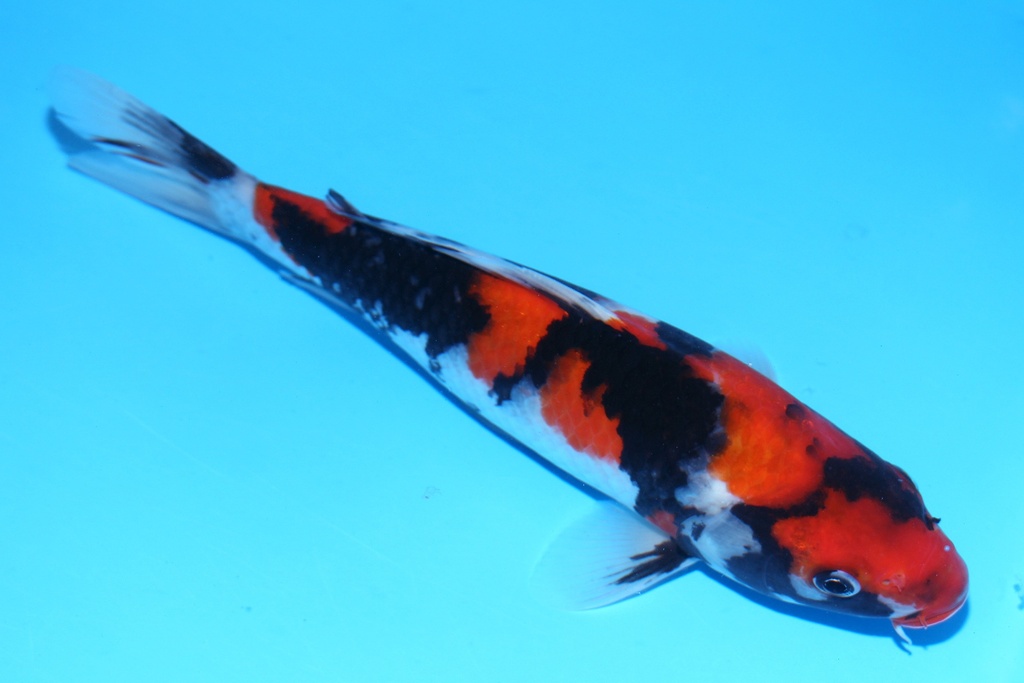 348093 26cm 尾形 当才 雌性 (1).JPG