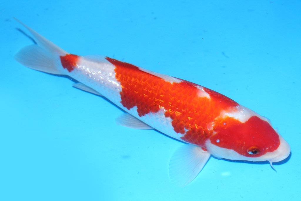 348092 27cm 尾形 当才 雌性 (1).JPG