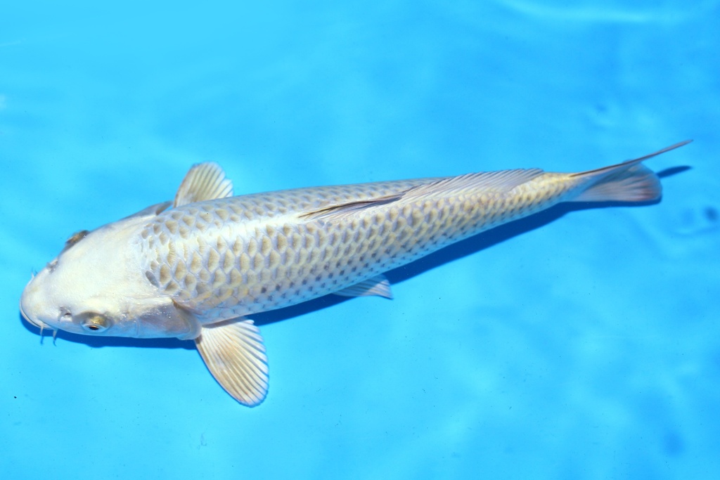 348088 35cm 尾形产 当才 雌性 (1).JPG