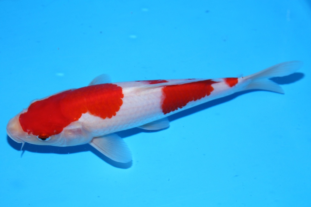 348085 25cm 星金产 当才 公母不明 .JPG