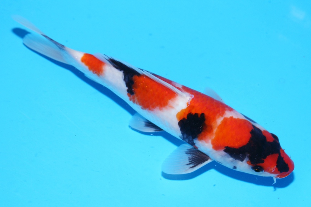 348084 26cm 清十郎产 当才 雄性 .JPG