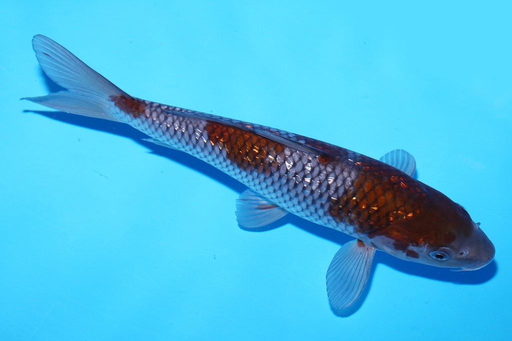 348083 26cm 尾形产 当才 公母不明 .JPG