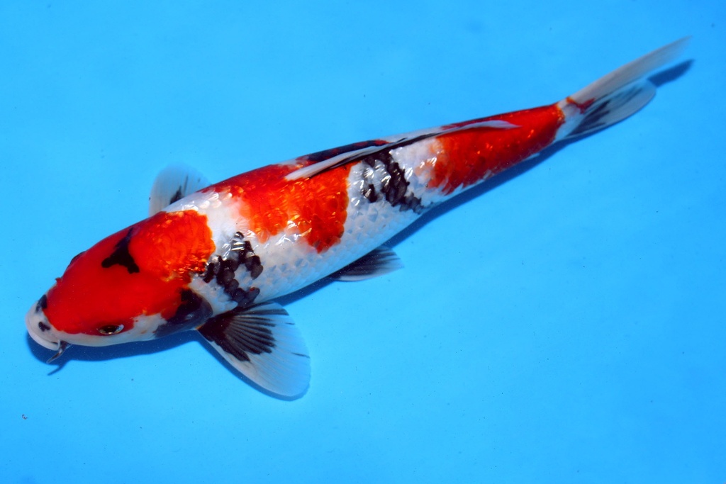 348087 38cm 尾形产 二才 雌性 (2).JPG