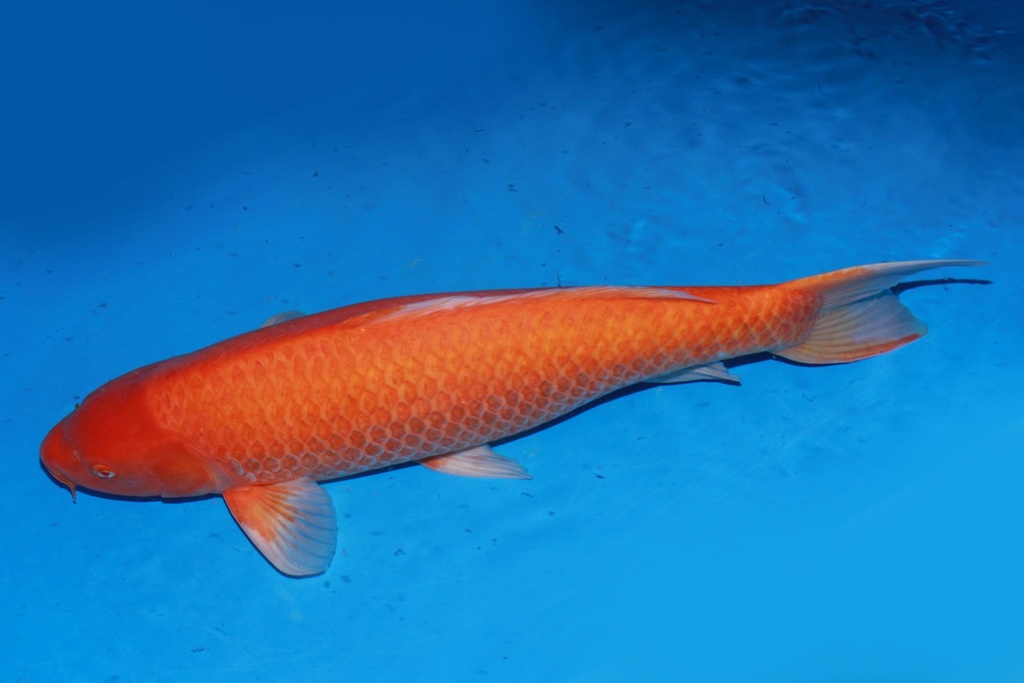 349005 81cm 大日产 黄猿 雌性 C4 (3).JPG