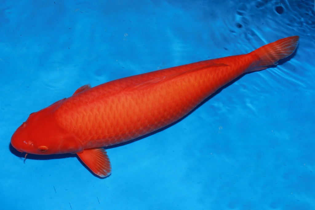 349006 74cm 大日产 黄猿 雌性 C4 (3).JPG