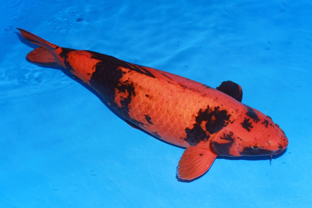 349009 73cm 诚太郎产 绯泻 雌性 H8 (2).JPG