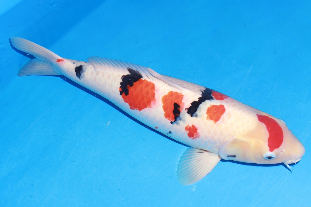 349010 69cm 丸堂产 大正 雌性 H8 (2).JPG