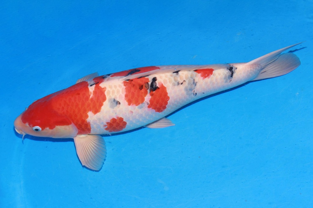 349011 68cm 新阪井产 大正 雌性 H8 体型不顺 (3).JPG