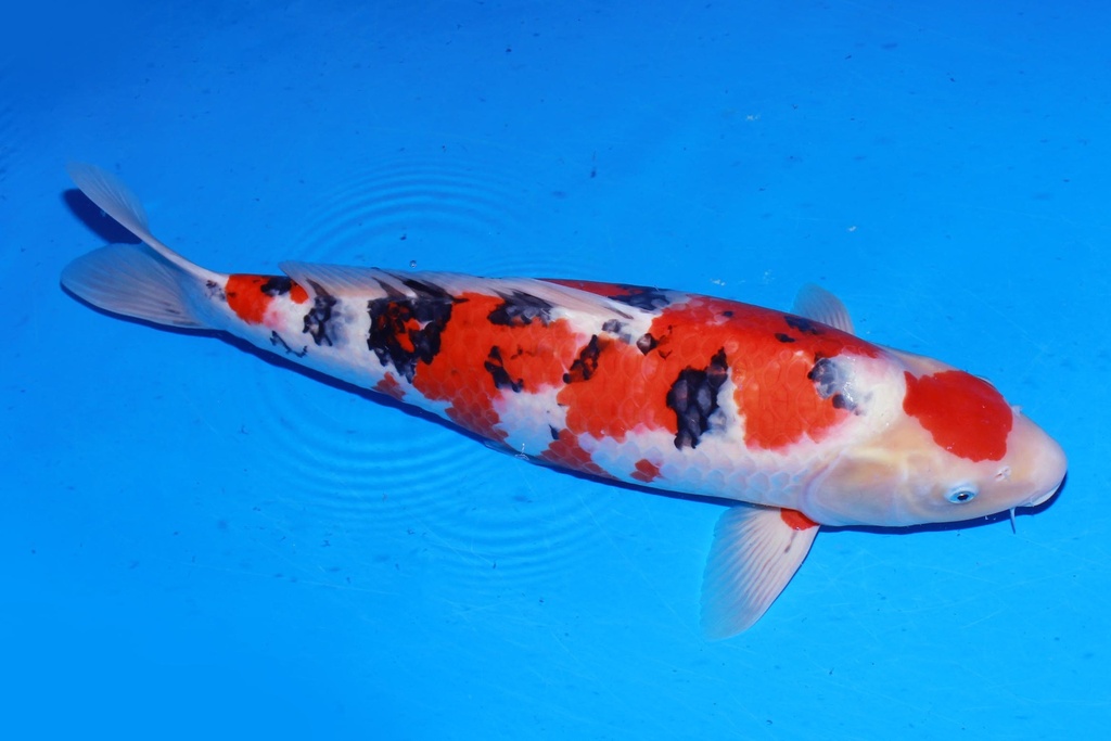 349013 63cm 桃太郎产 大正 雄性 C1 (2).JPG