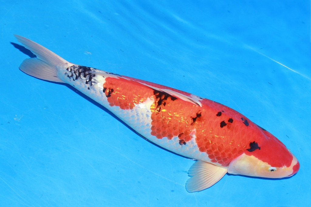 349015 61cm 丸堂产 银鳞大正 雌性 H8 (2).JPG