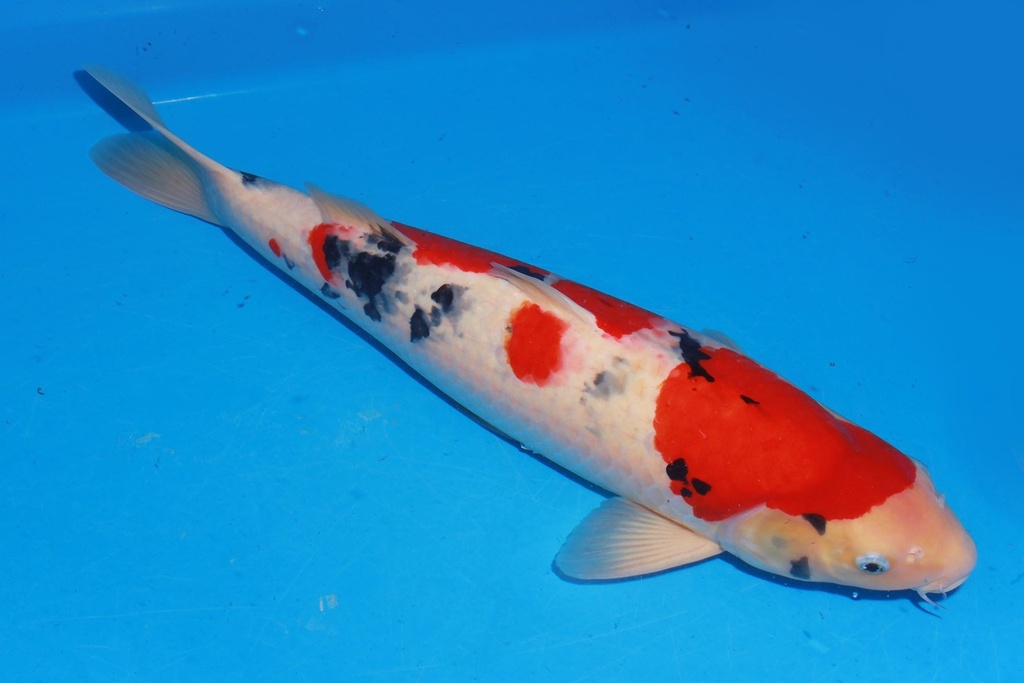 349016 60cm 阪井产 大正 雌性 花园池 背鳍缺陷 (2).JPG