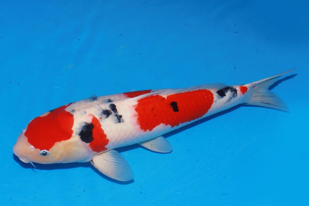 349019 58cm 阪井产 大正 雌性 花园池 歪嘴 爱的狂风 (3).JPG