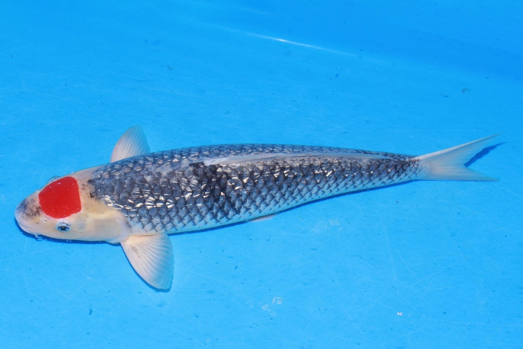 349020 55cm 菅野产 银鳞丹顶五色 雌性 H3 (3).JPG